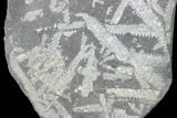 Fossil Graptolite Cluster (Didymograptus) - Great Britain #103411-1